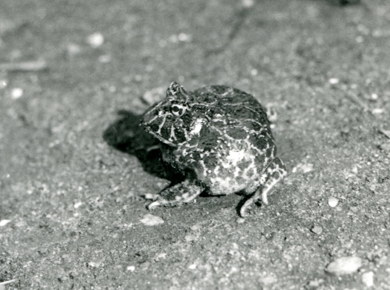 A South American Horned Frog by Frederick William Bond