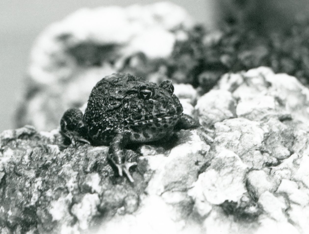 A South American Horned Frog showing its defensive pose, London Zoo, August 1928 by Frederick William Bond