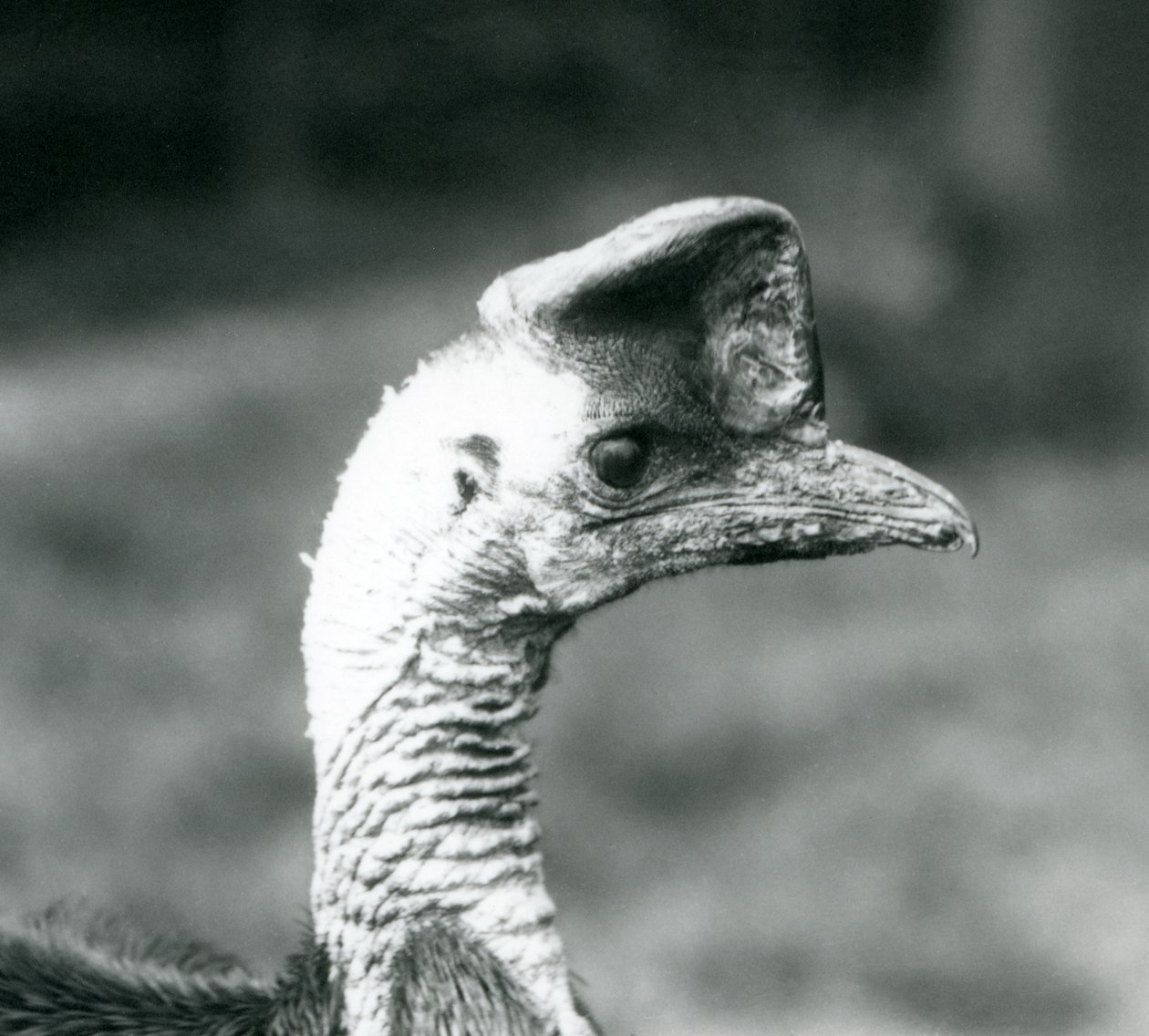 A Southern Cassowary at London Zoo, June 1925 by Frederick William Bond