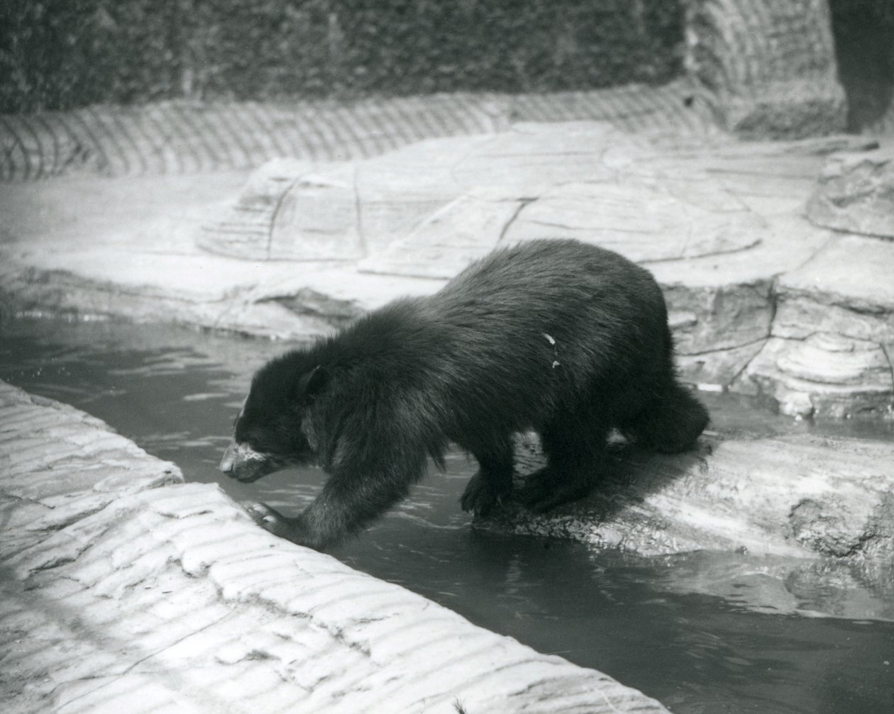 A Spectacled or Andean Bear crosses a stream within its enclosure at London Zoo, July 1925 by Frederick William Bond