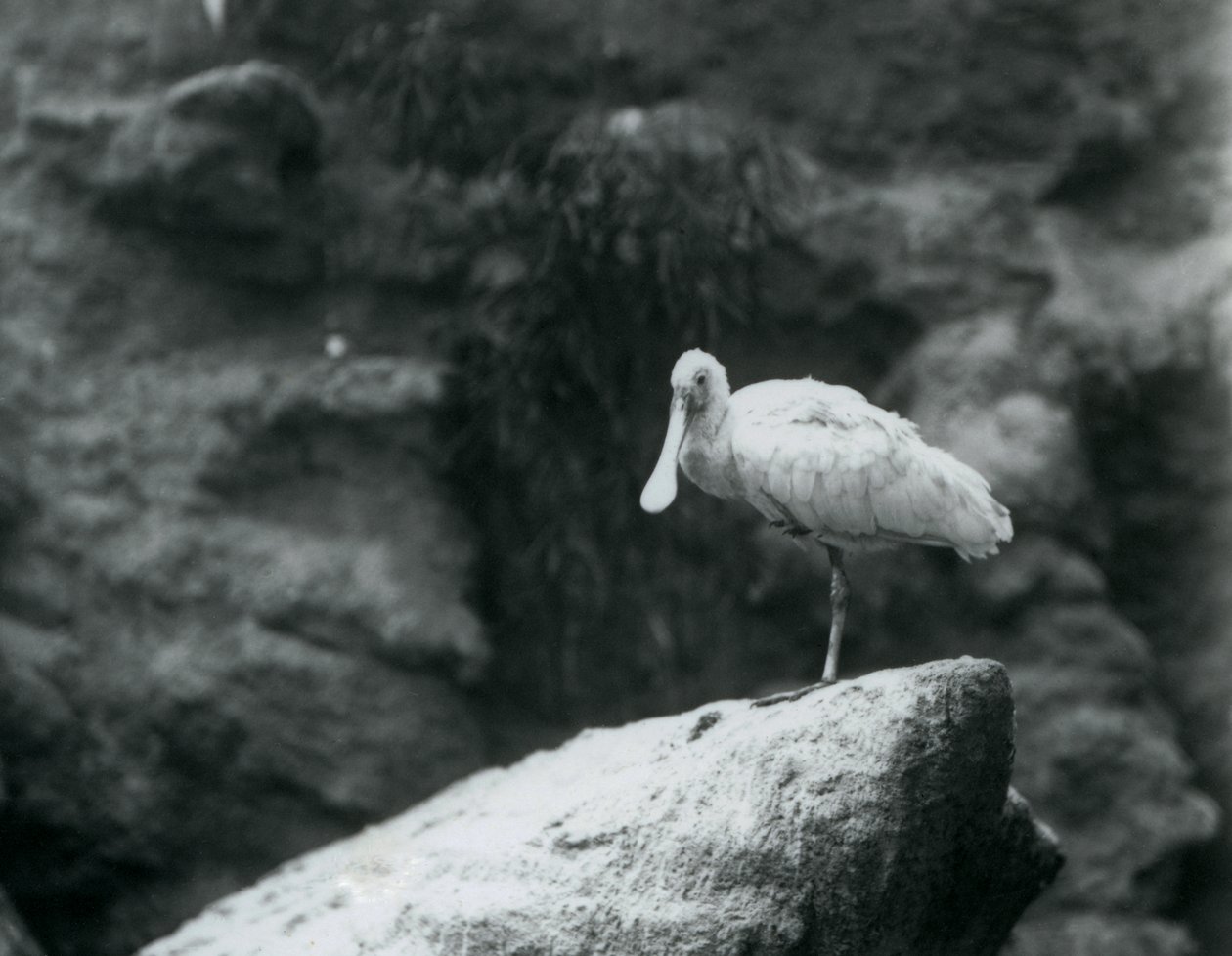 A Spoonbill Standing on a Rock at London Zoo by Frederick William Bond