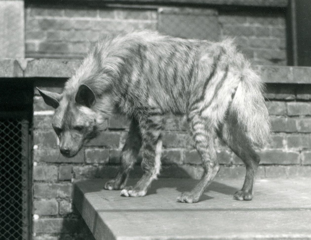 A Striped Hyaena standing on a platform in its enclosure at London Zoo, June 1925 by Frederick William Bond