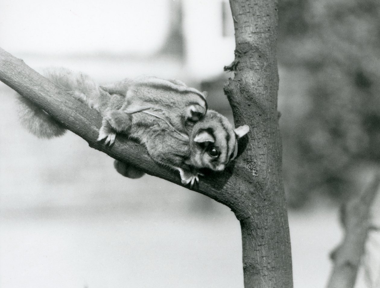 A Sugar Glider on a Branch with Her Baby on Her Back, London Zoo by Frederick William Bond