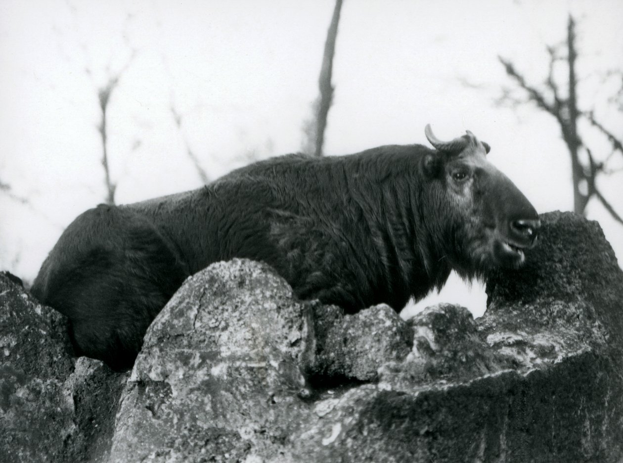 A Takin, Also Known as a Cattle Chamois or Gnu Goat, Resting on a Rock, London Zoo, 1925 by Frederick William Bond