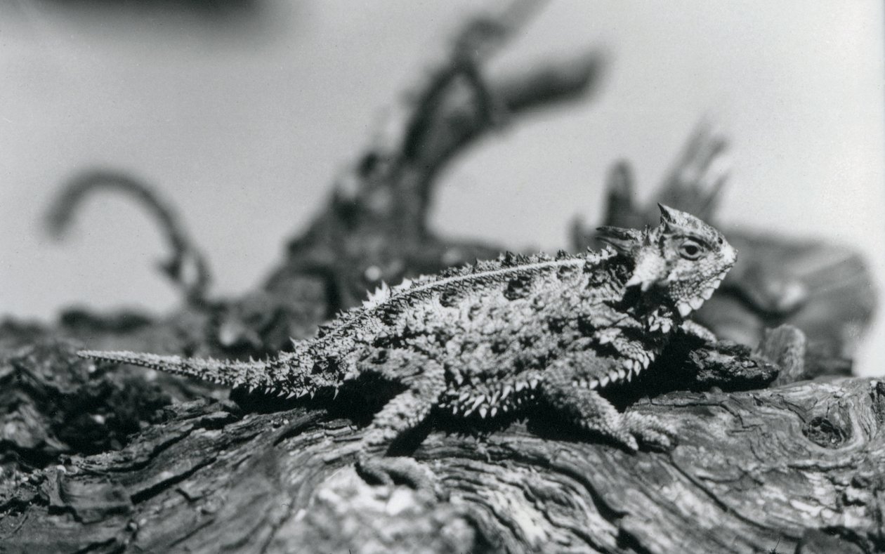 A Texas Horned Lizard resting on a log at London Zoo in September 1928 by Frederick William Bond