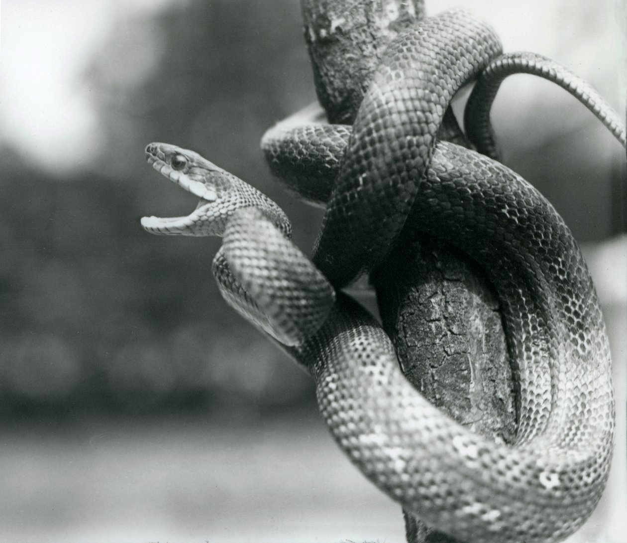 A Texas Rat Snake Gaping, While Coiled Around a Near Vertical Branch, London Zoo, August 1928 by Frederick William Bond