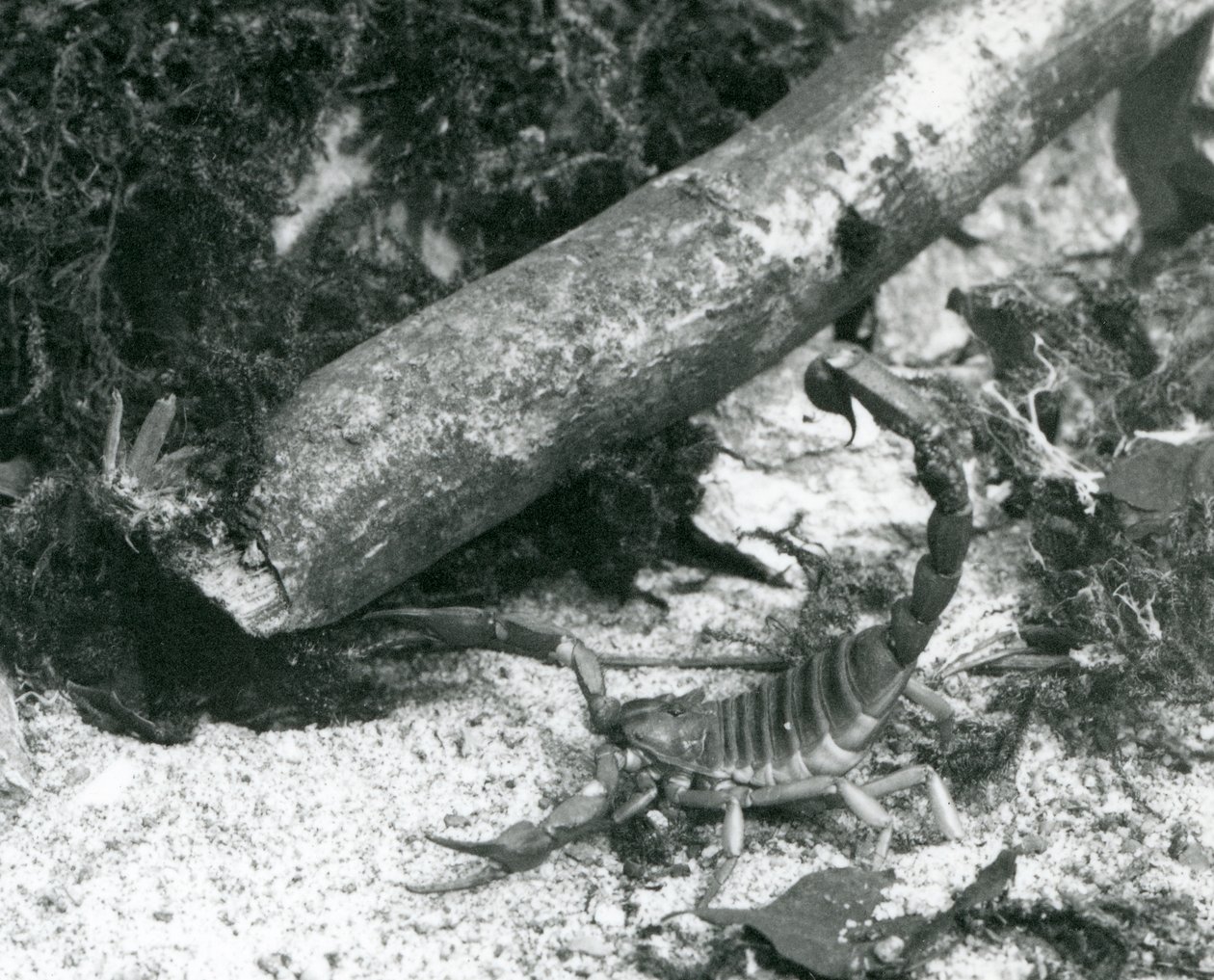 A Texas Scorpion at London Zoo in 1928 by Frederick William Bond