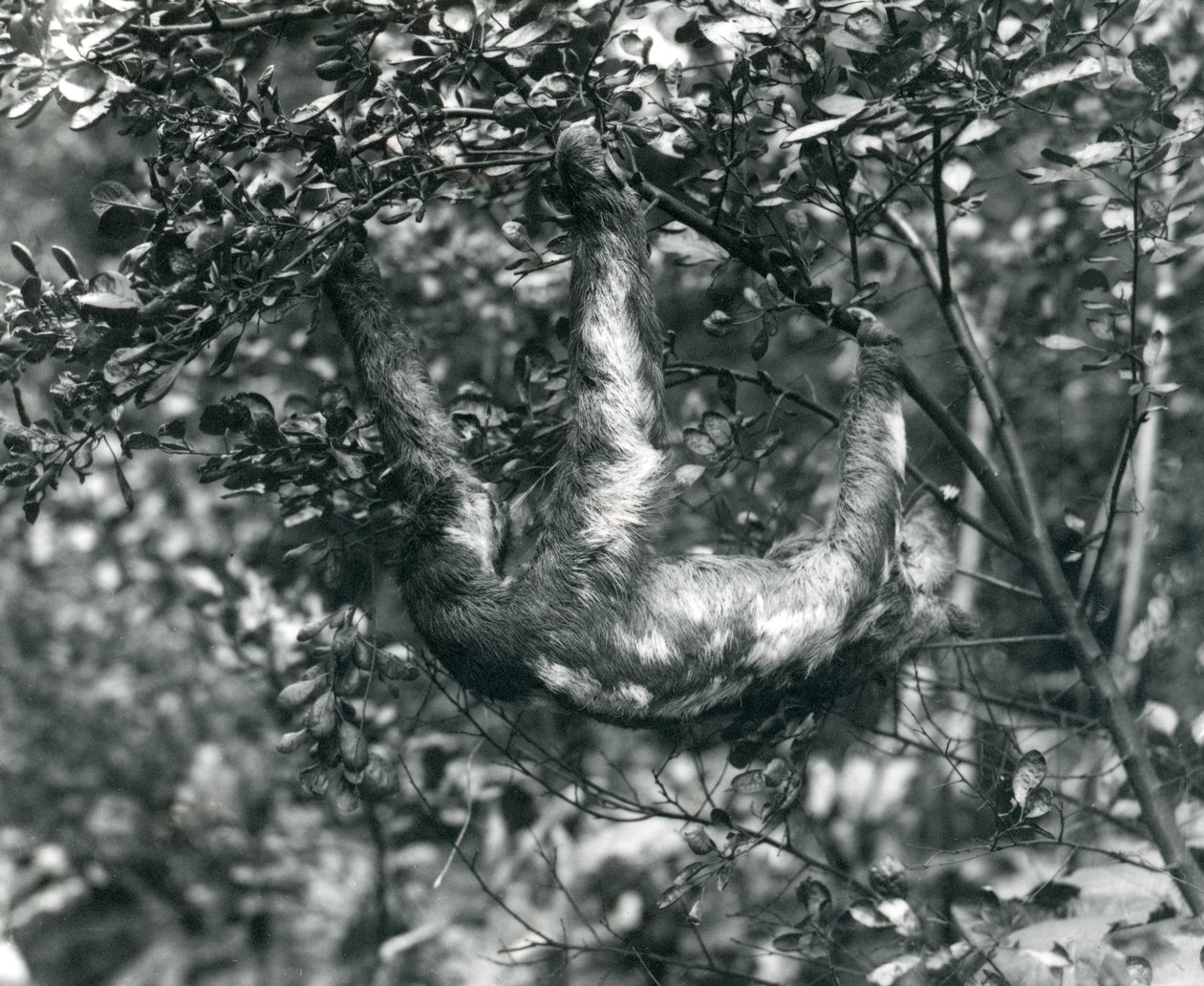 A Three-toed Sloth hanging from a leafy branch at London Zoo. August 1920