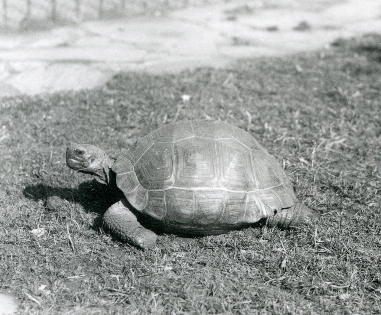 A Tortoise Standing on Grass at London Zoo in 1926 by Frederick William Bond