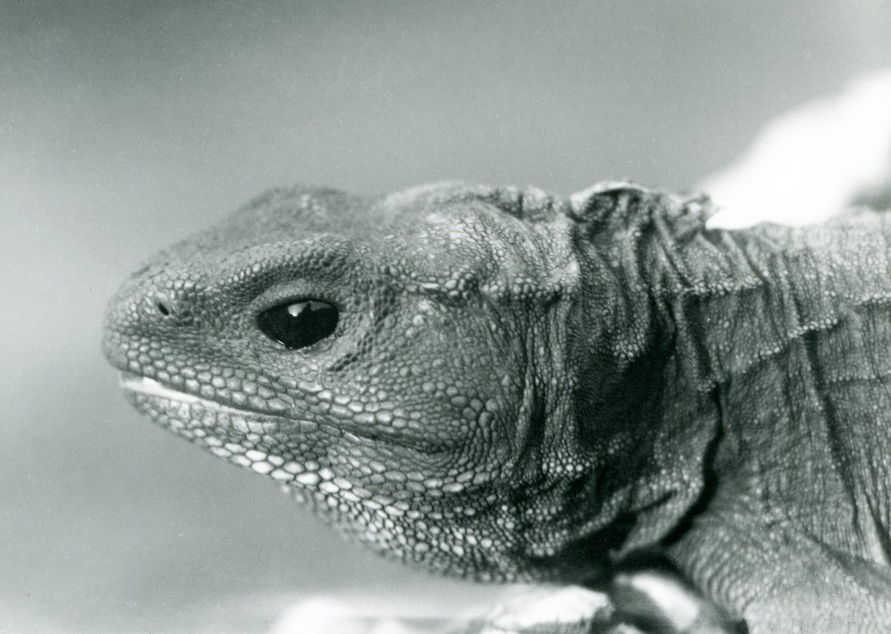 A Tuatara at London Zoo in 1928 by Frederick William Bond