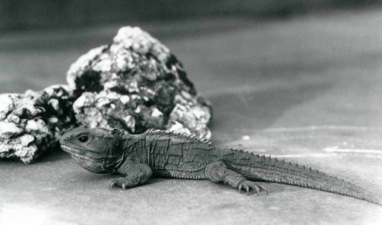 A Tuatara, lying in front of a rock, at London Zoo in 1928 by Frederick William Bond