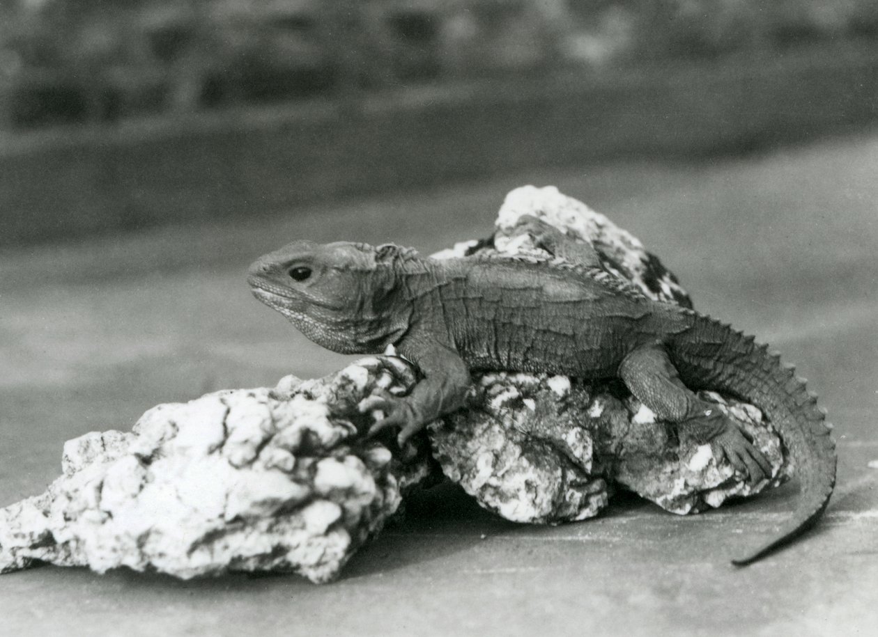 A Tuatara, Lying on a Rock, at London Zoo in 1929 by Frederick William Bond