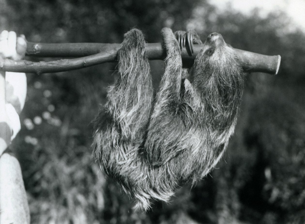 A Two-toed Sloth hanging from a cut branch, which is held by a keeper, London Zoo, 1925 by Frederick William Bond