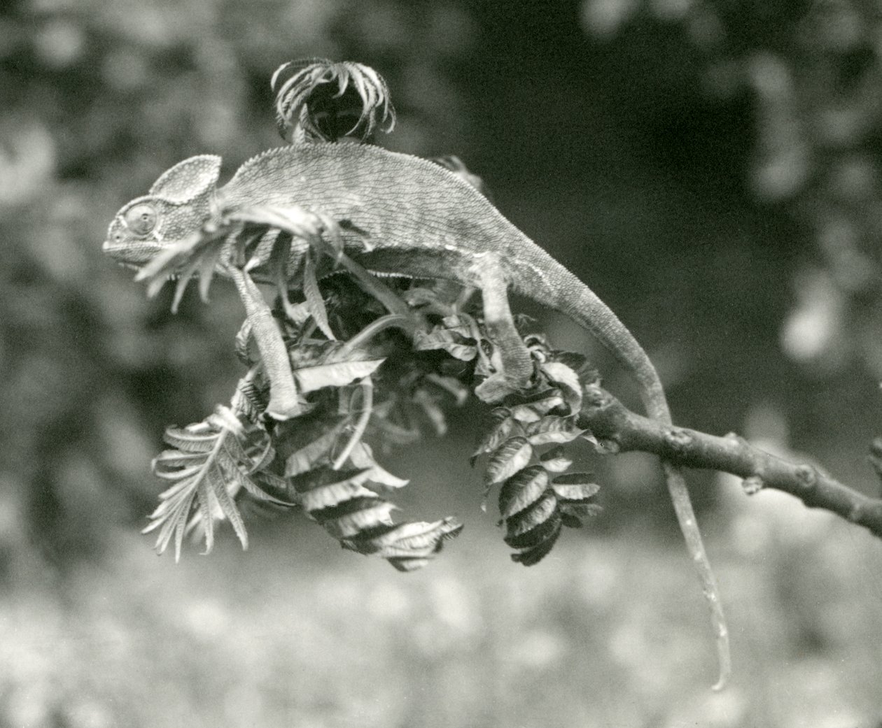 A Veiled or Yemen Chameleon at the End of a Leafy Branch at London Zoo, June 1924 by Frederick William Bond