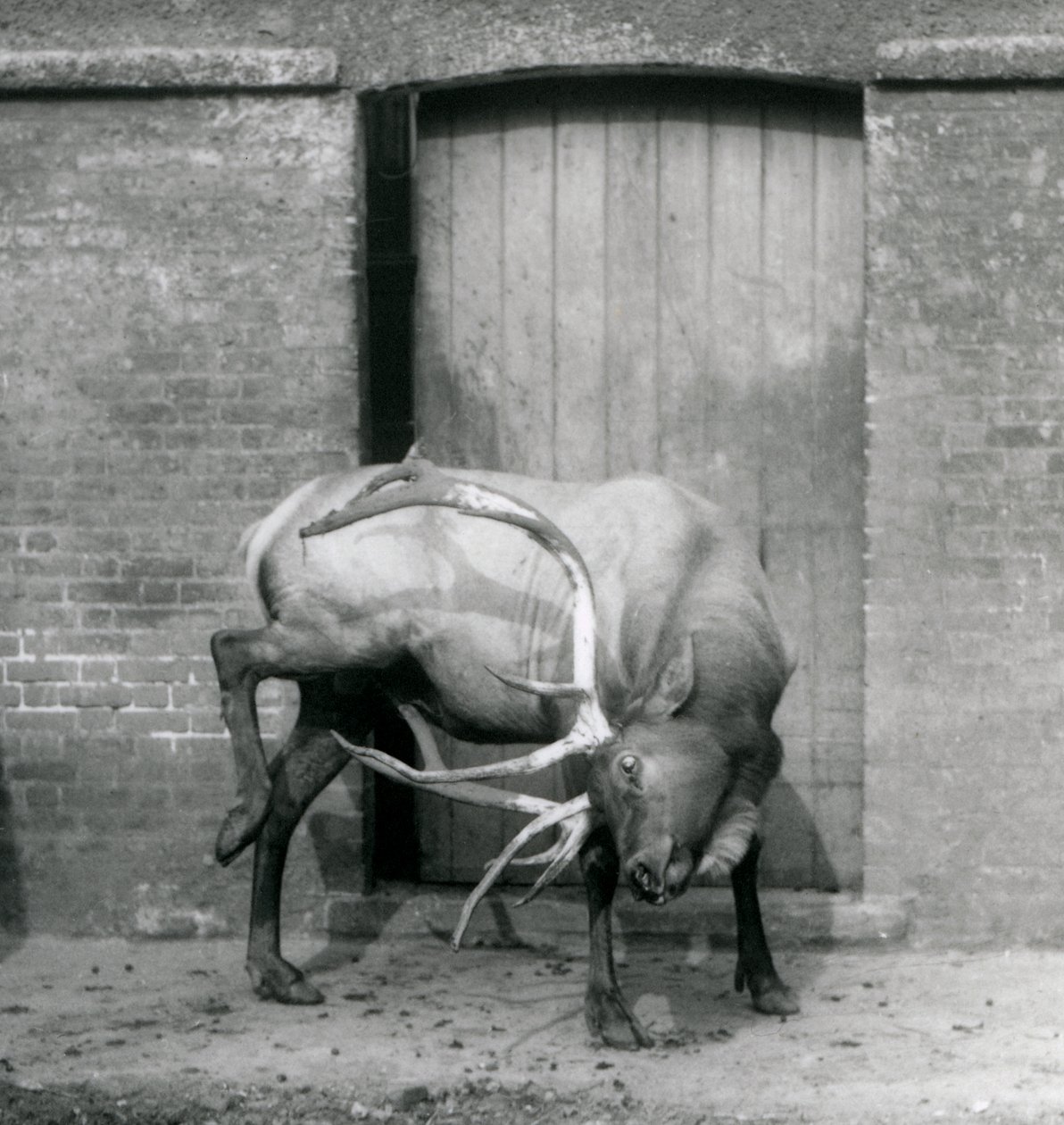 A Wapiti Elk stag standing in his enclosure at London Zoo in September 1927 by Frederick William Bond