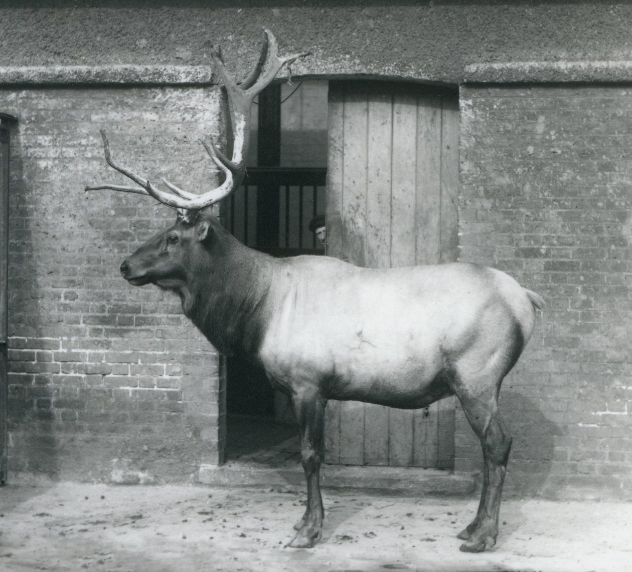 A Wapiti (Elk) Stag Standing in His Enclosure at London Zoo, September 1927 by Frederick William Bond