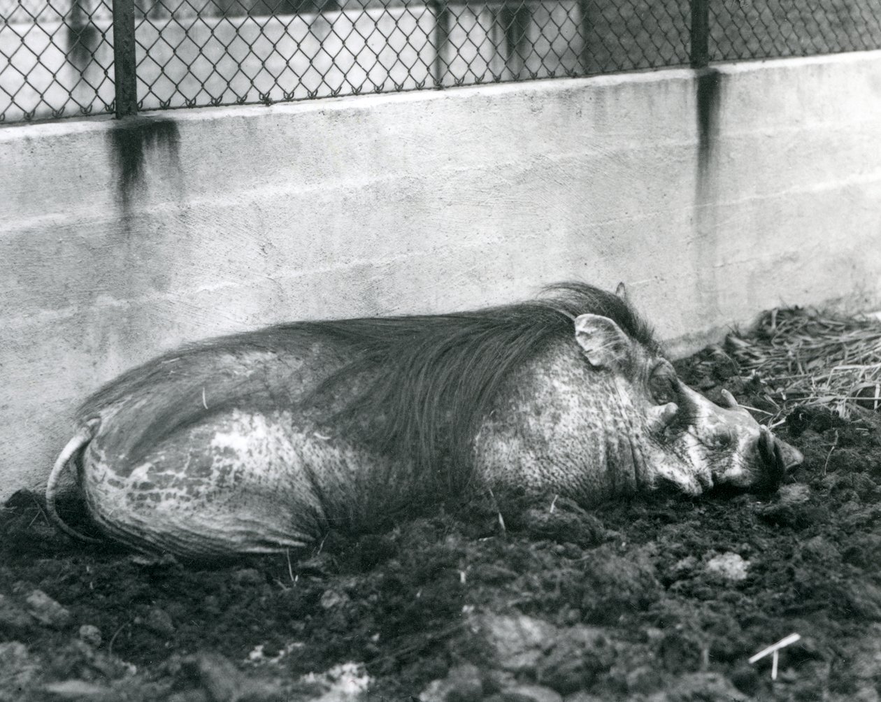 A Warthog sleeping in mud, London Zoo, July 1927 by Frederick William Bond
