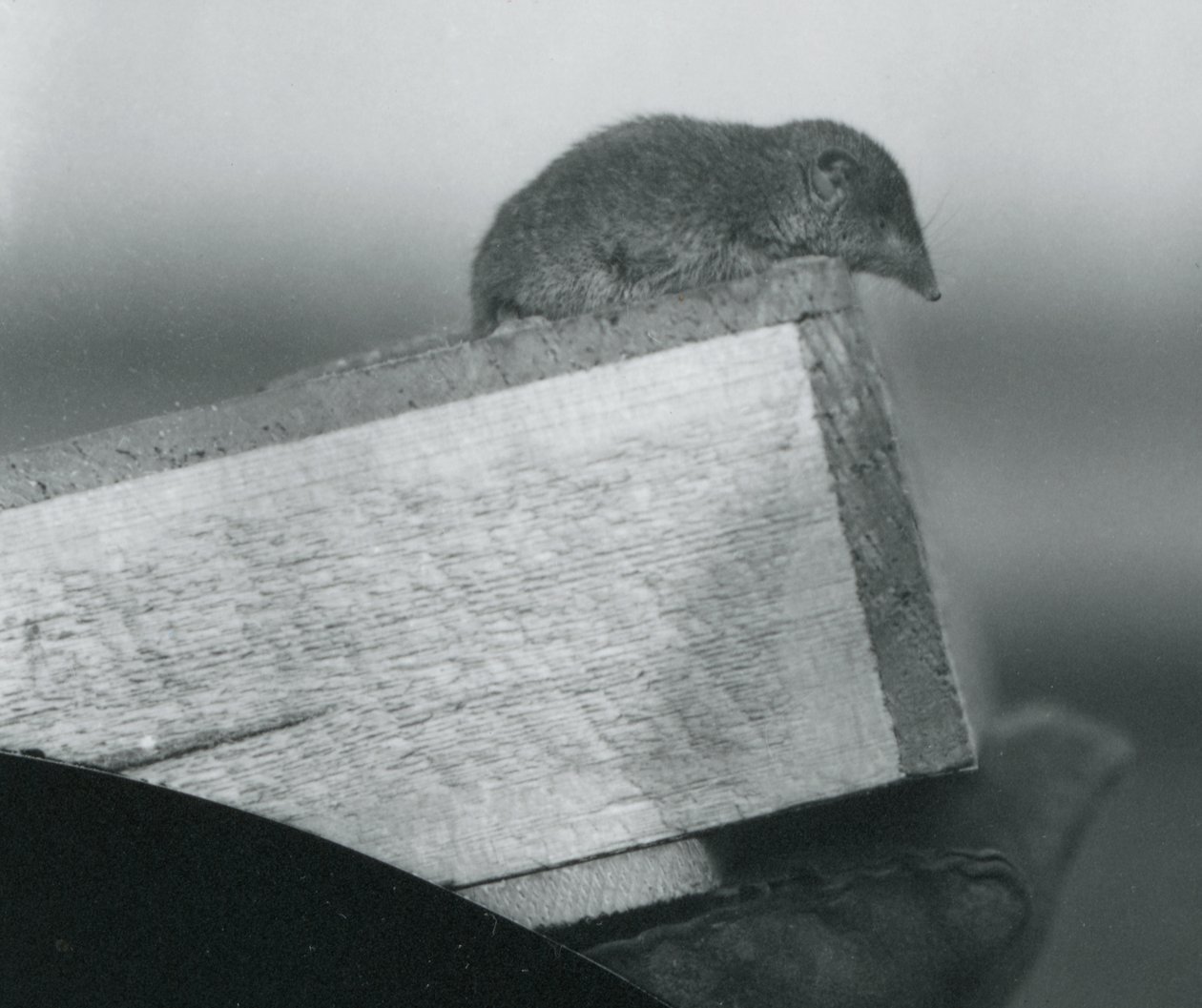 A White-toothed Shrew looking down over the edge of a wooden box, held by a keeper