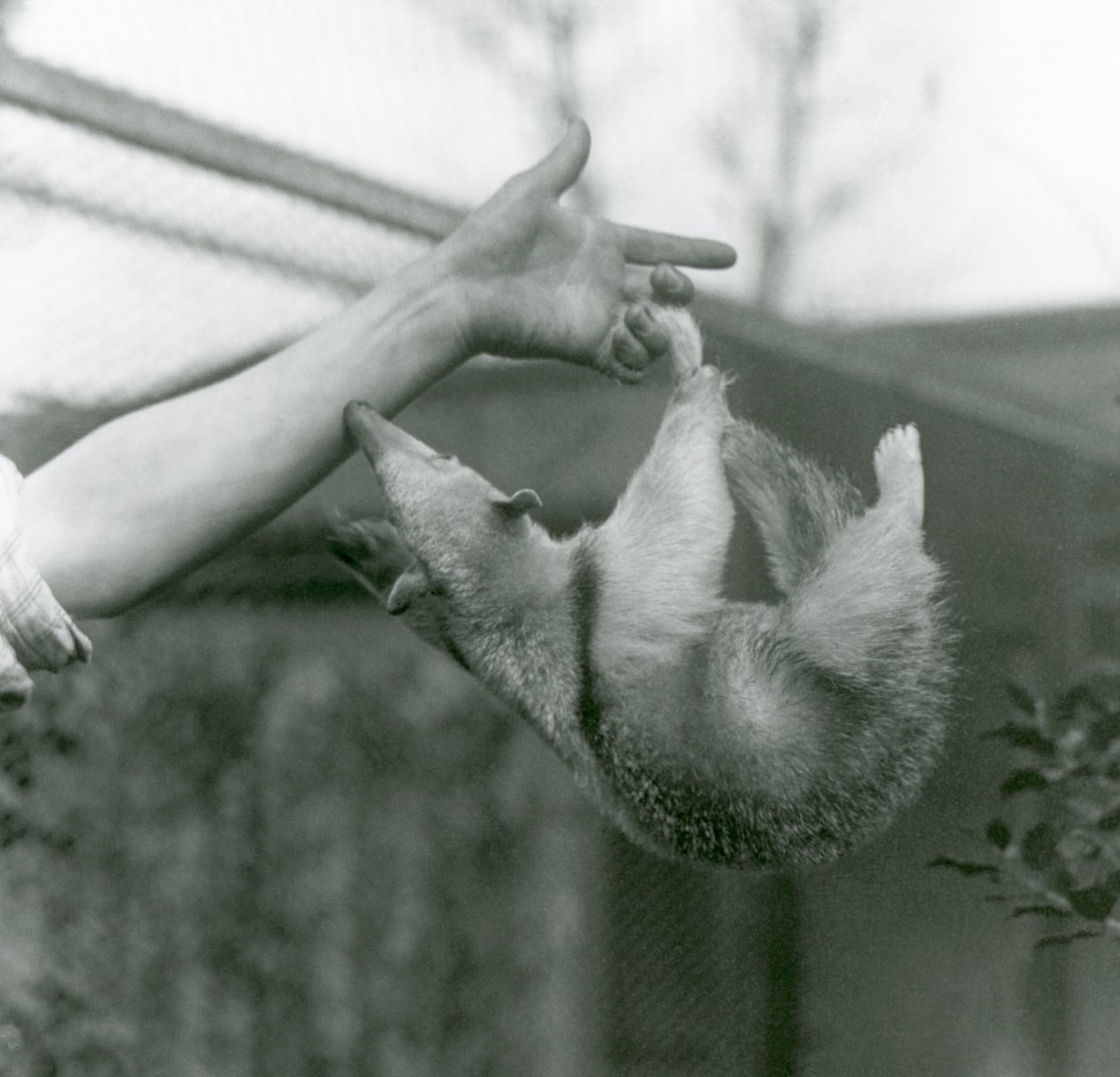 A Young Collared Tamandua hanging on to its keeper