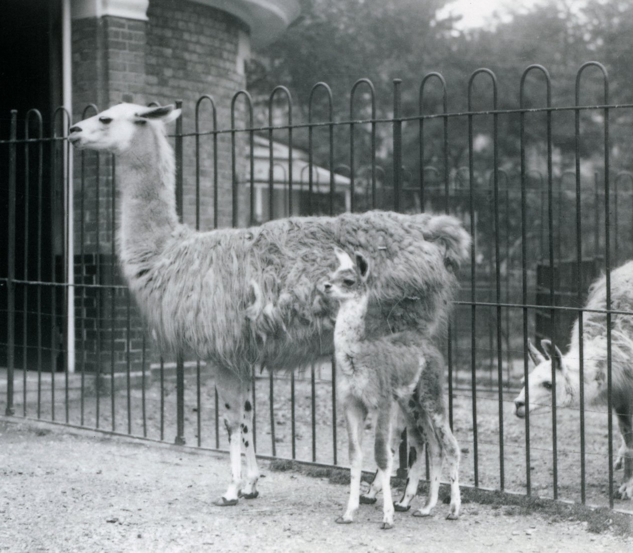 A Baby Llama with Its Mother at London Zoo, 1926 by Frederick William Bond