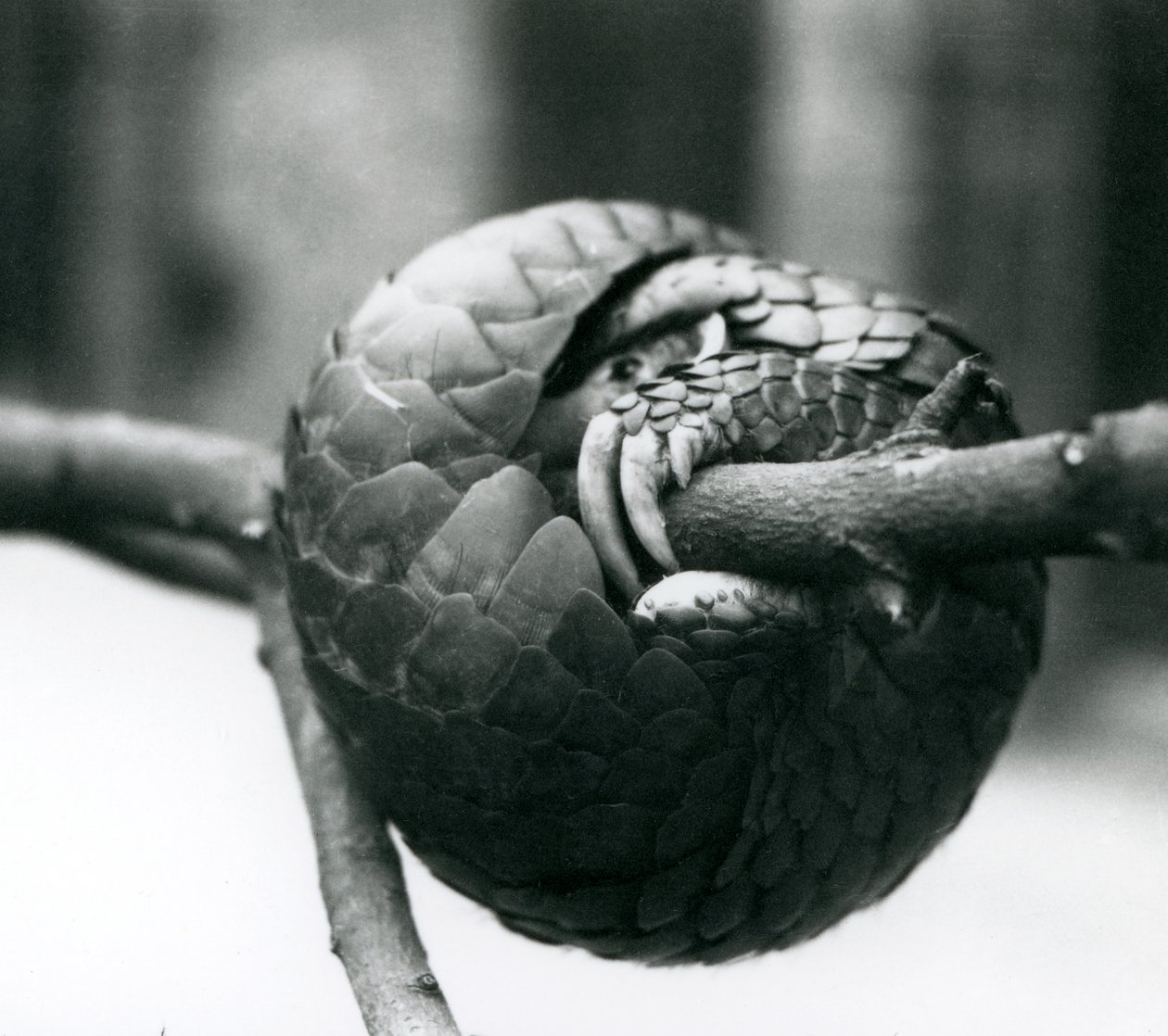 A Critically Endangered Chinese Pangolin Resting, Curled Around a Horizontal Branch, London Zoo (Pre 1930) by Frederick William Bond