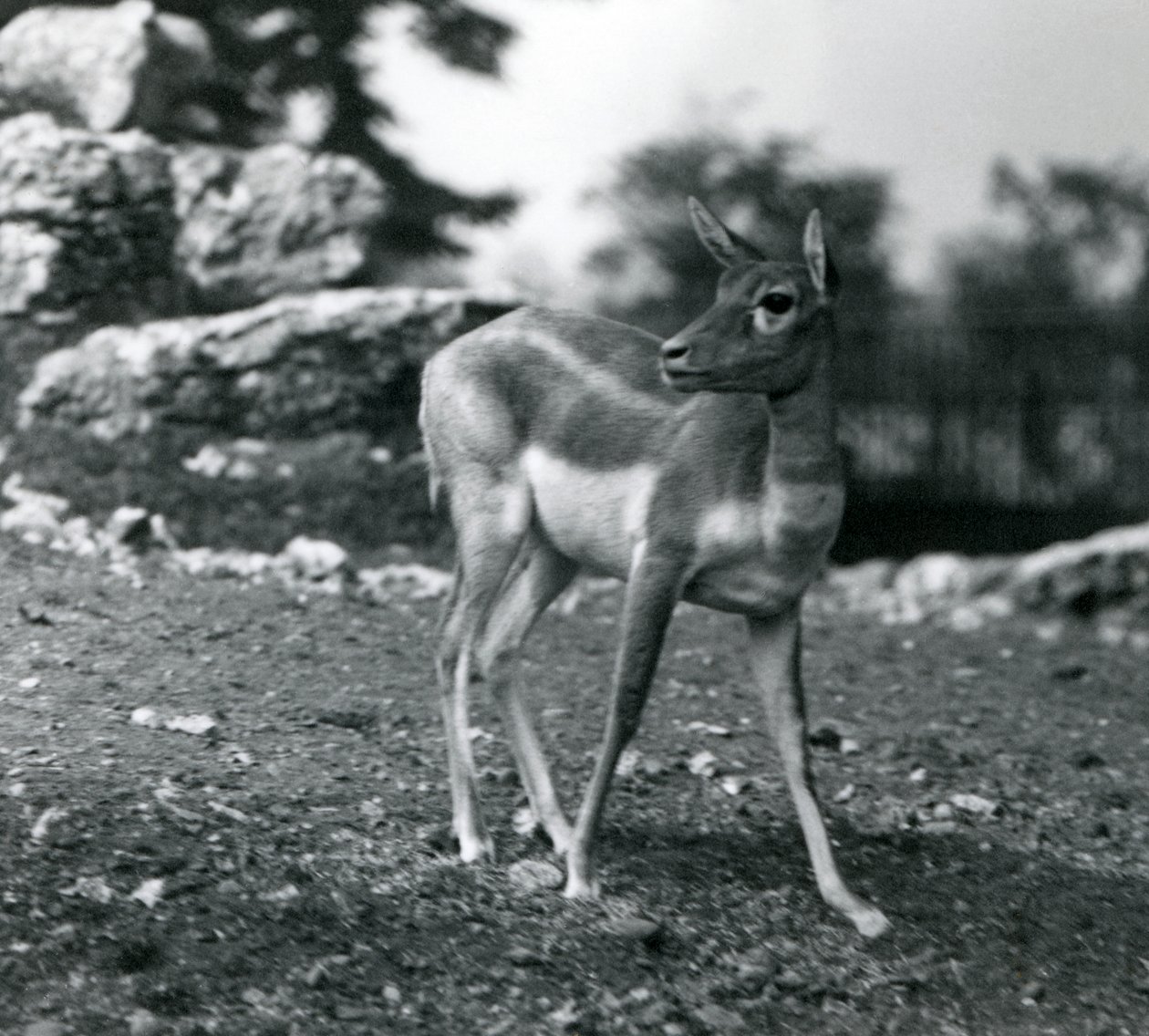 A Female Blackbuck at London Zoo by Frederick William Bond