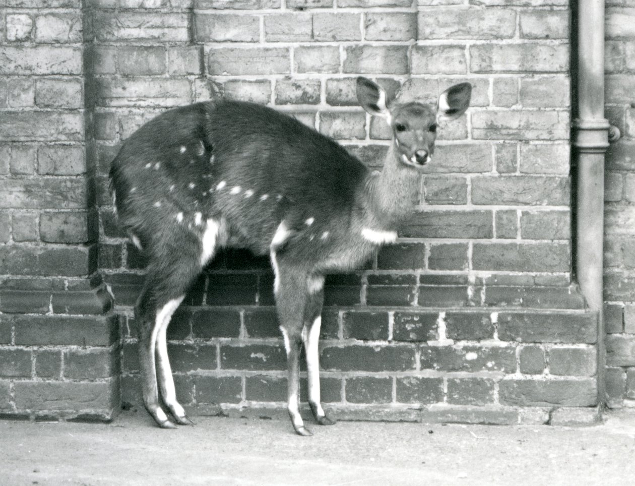 A Female Cape Bushbuck (Imbabala) Standing Against a Wall at London Zoo, October 1927 by Frederick William Bond