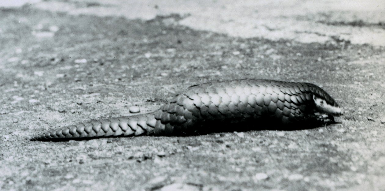 A female Chinese Pangolin at London Zoo in August 1925 by Frederick William Bond