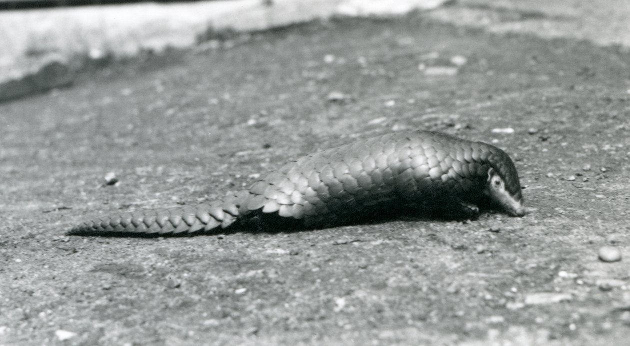 A female Chinese Pangolin at London Zoo in August 1925 by Frederick William Bond