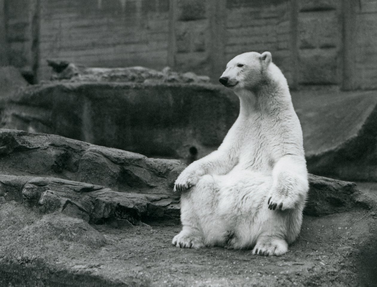 A female Polar Bear sitting on her haunches on the Mappin Terraces at London Zoo in September 1928 by Frederick William Bond
