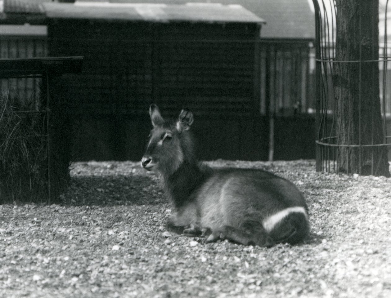 A female Waterbuck sitting in her enclosure at London Zoo, June 1924 by Frederick William Bond