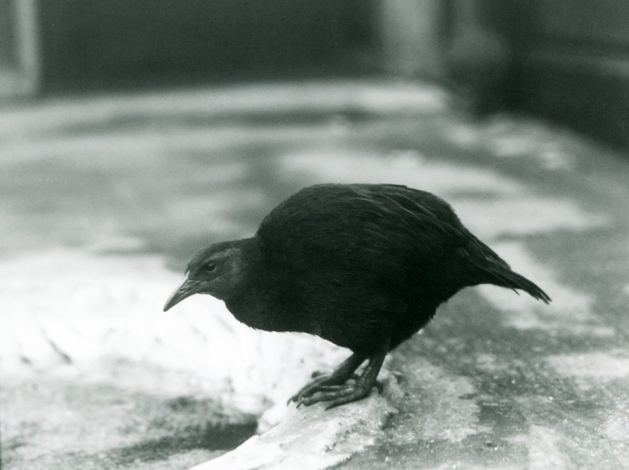 A flightless Weka at London Zoo in 1927 by Frederick William Bond