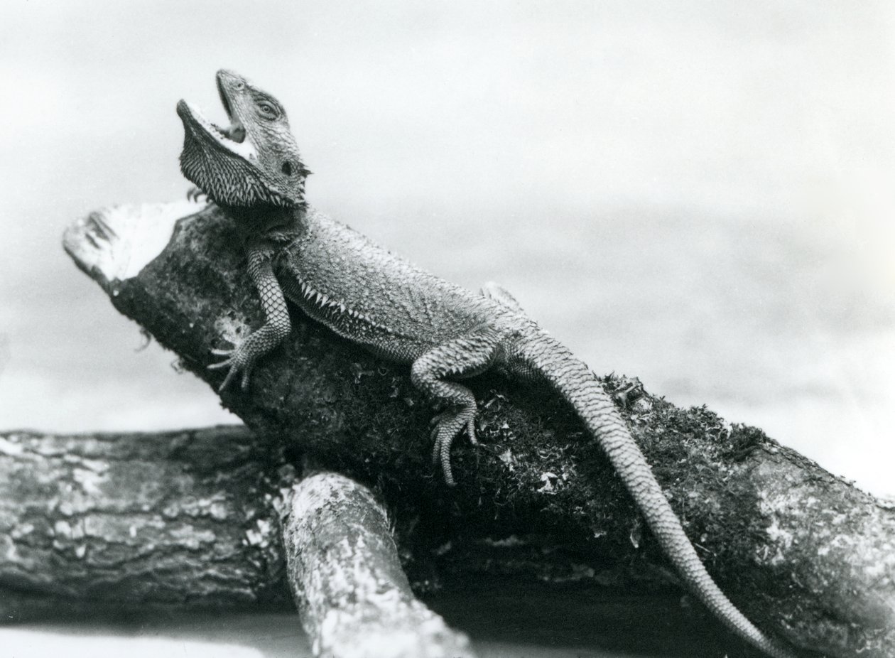A gaping Bearded Dragon holding on to a log, London Zoo, August 1928 by Frederick William Bond