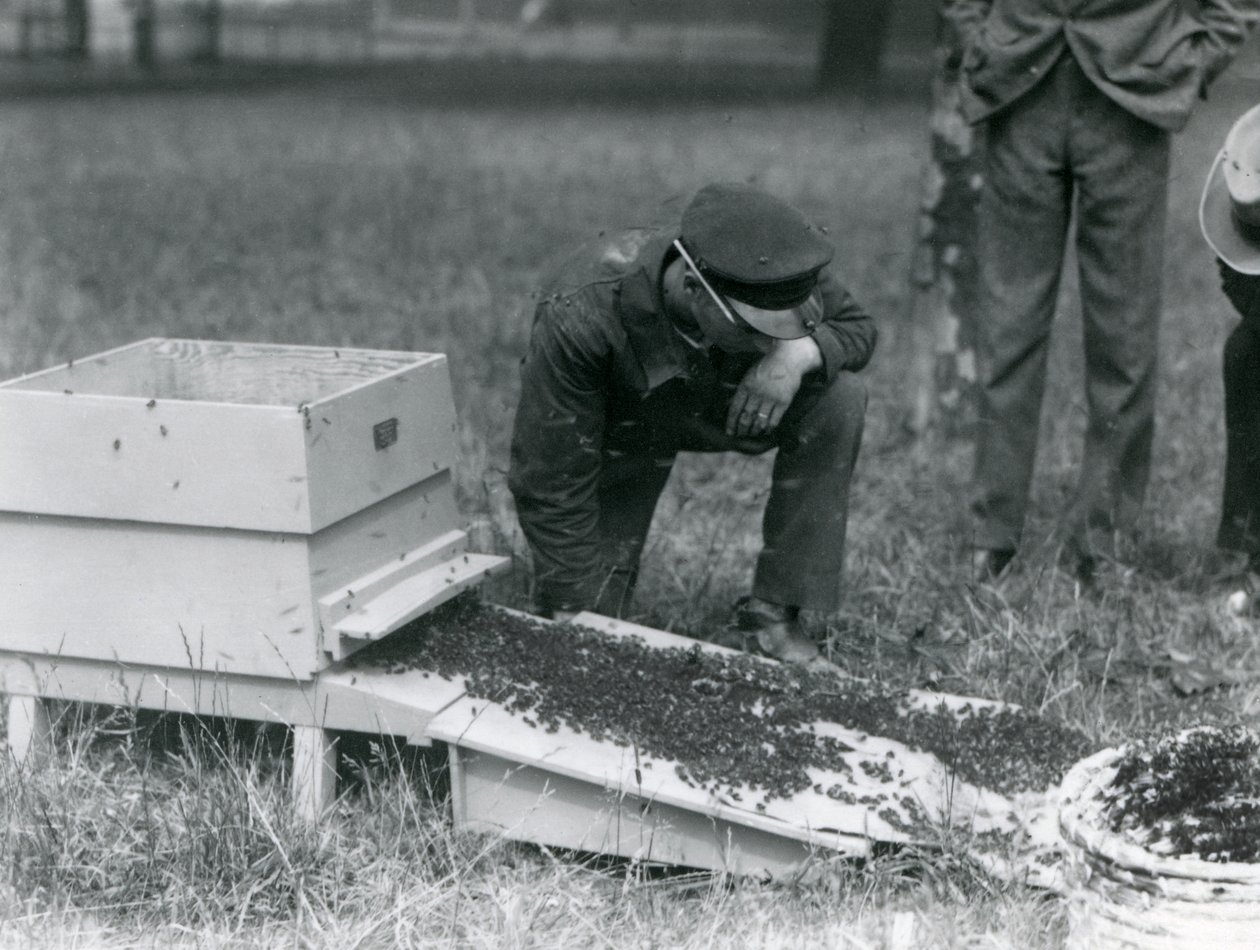 A Group of Keepers, Including Brown, Moving a Swarm of Honey Bees, London Zoo, July 1926 by Frederick William Bond