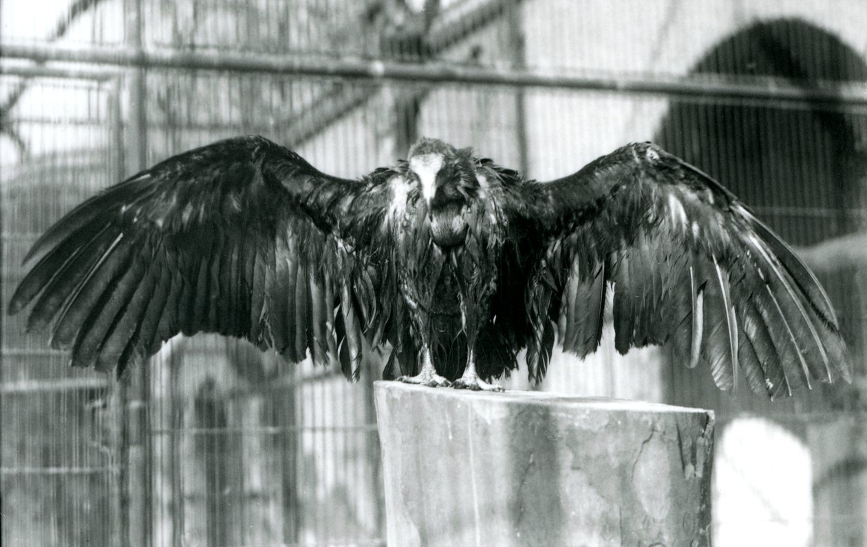 A hooded vulture, standing on a log with outstretched wings, enjoying an April shower at London Zoo, before 1930 by Frederick William Bond