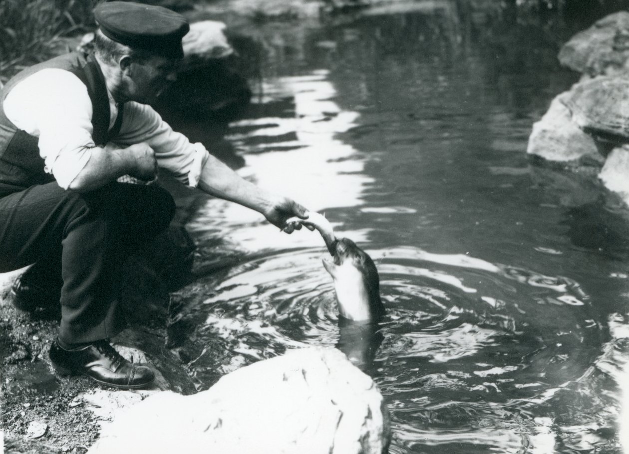 A keeper feeding fish to a young Hooded Seal in its pool at London Zoo, June 1914 by Frederick William Bond
