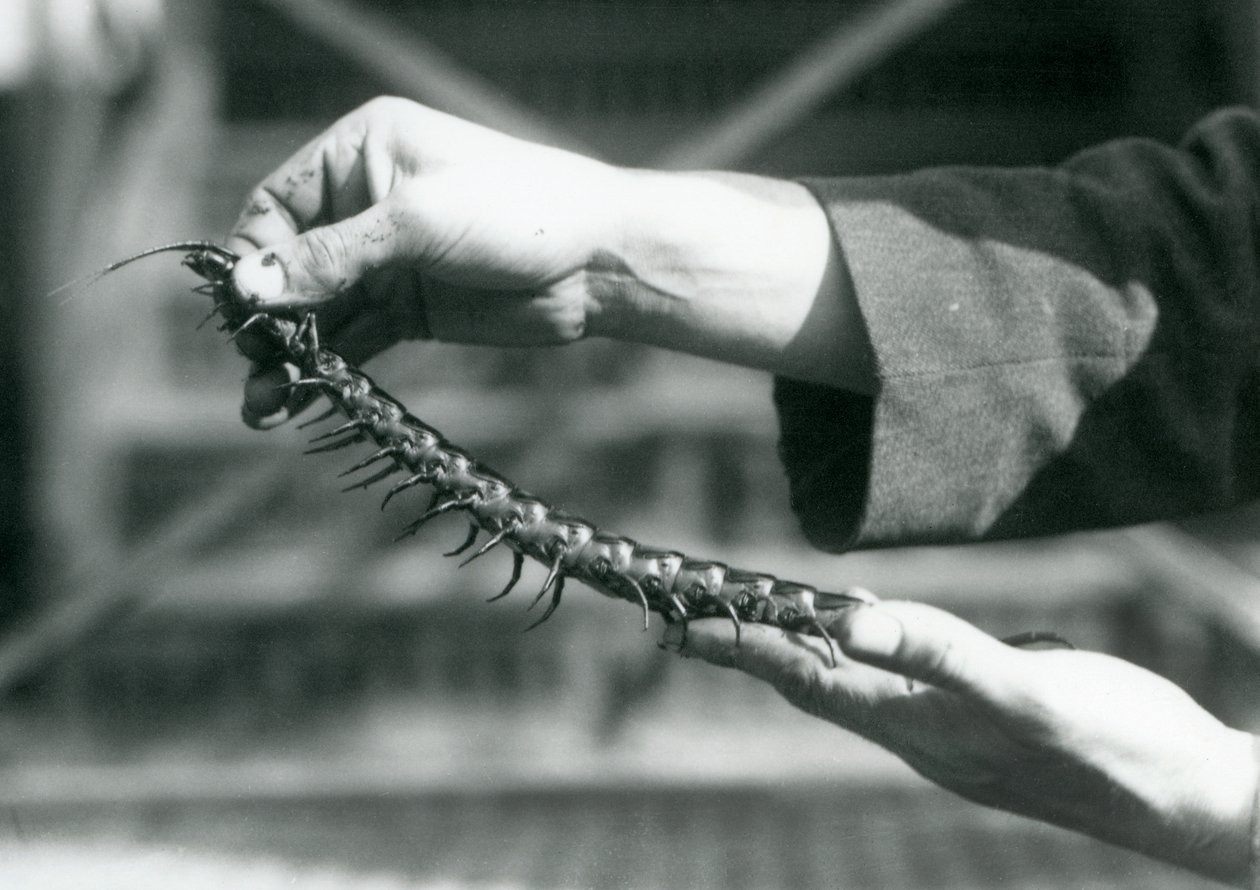 A keeper holding a Giant Centipede in his hands, London Zoo, 1927 by Frederick William Bond