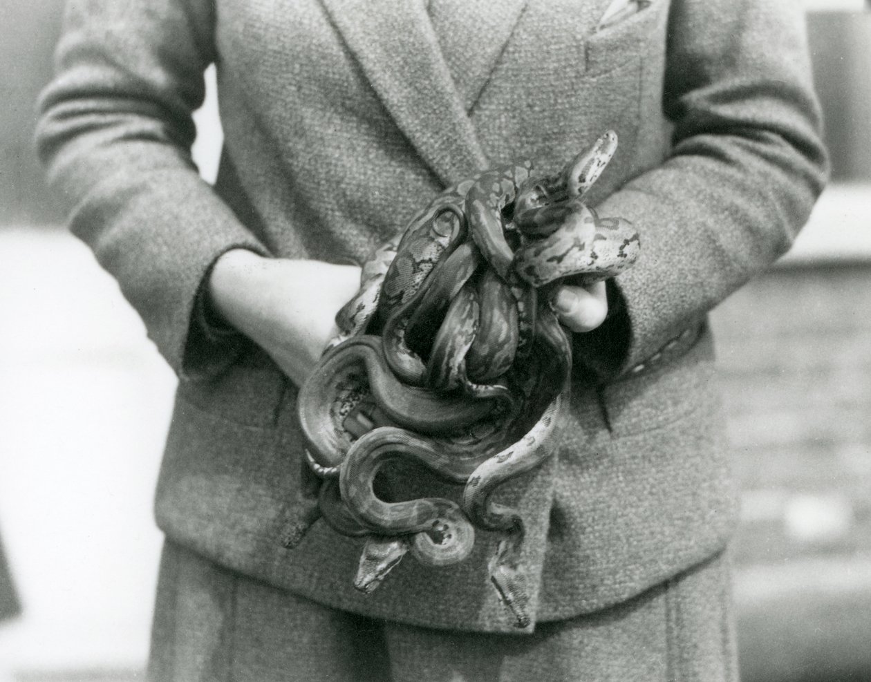 A keeper holding a knot of young Royal or Ball Python at London Zoo in 1931 by Frederick William Bond
