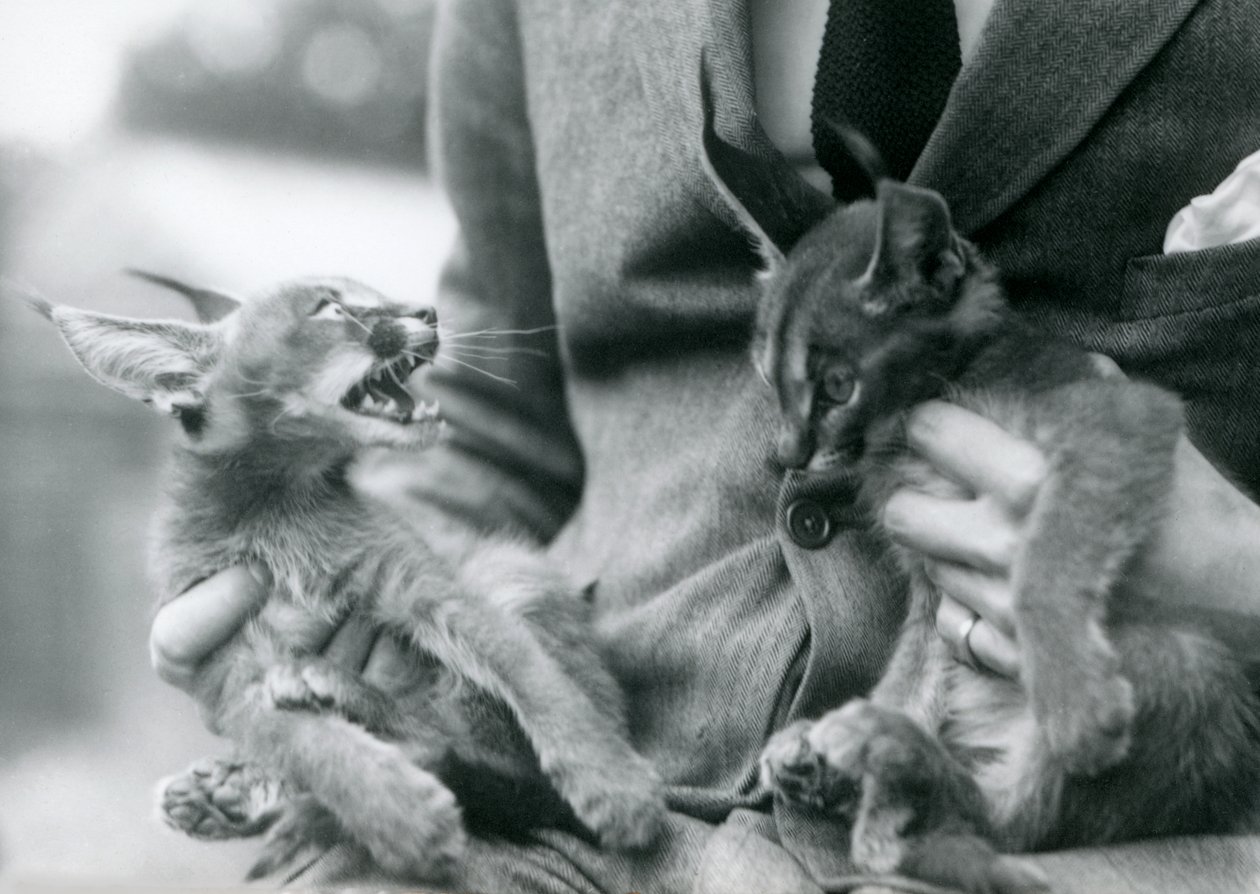 A keeper holding a pair of Caracal kittens on his lap, London Zoo by Frederick William Bond