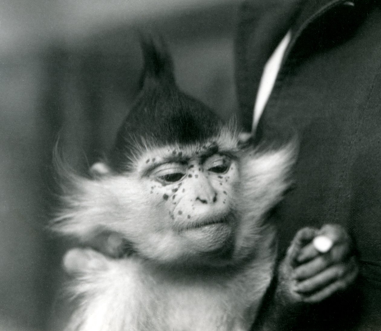 A Keeper Holds Freckles, a Black Crested or Congo Mangabey, London Zoo, 1924 by Frederick William Bond