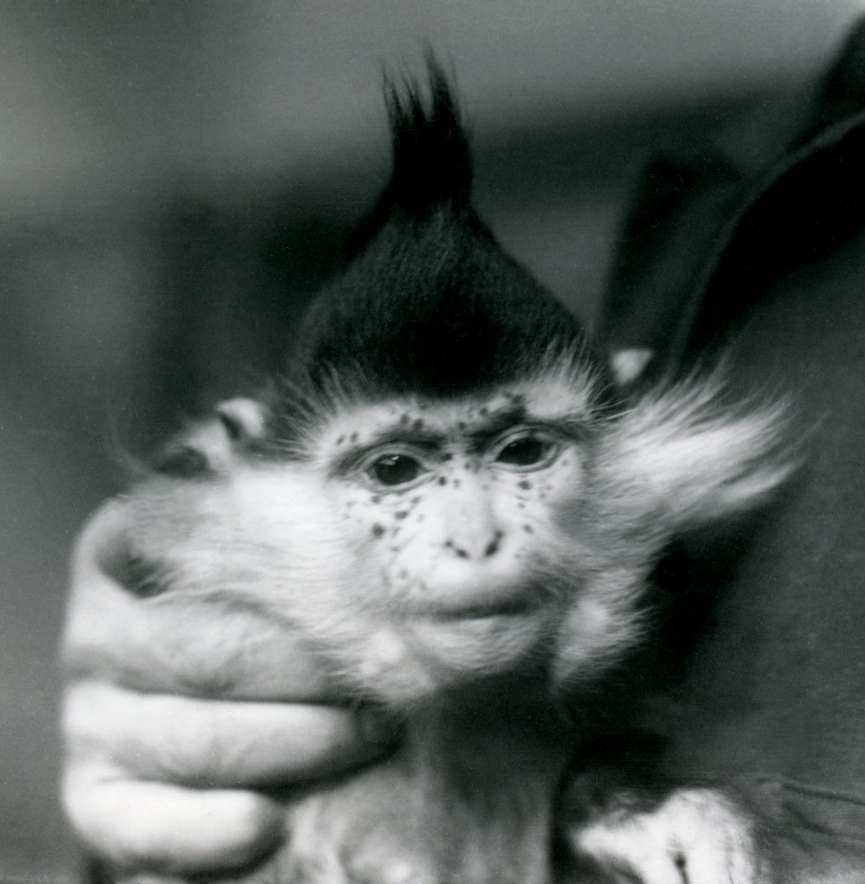 A Keeper Holds Freckles, a Black Crested or Congo Mangabey, London Zoo, 1924 by Frederick William Bond