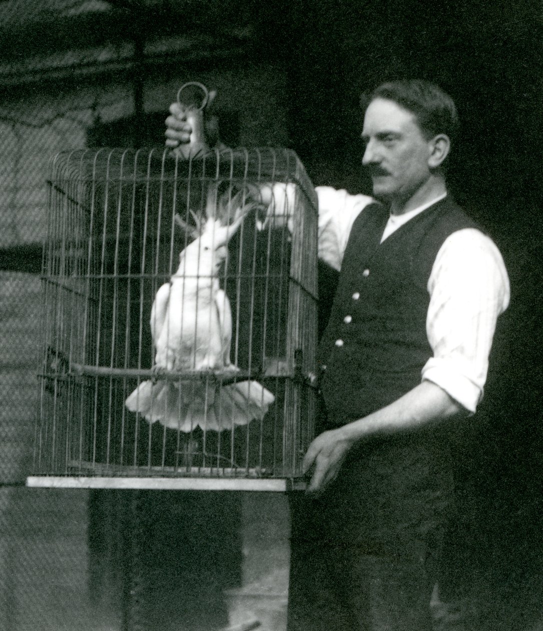 A Keeper Holds a Sulphur Crested Cockatoo, Jade, in Its Cage at London Zoo in October 1924 by Frederick William Bond