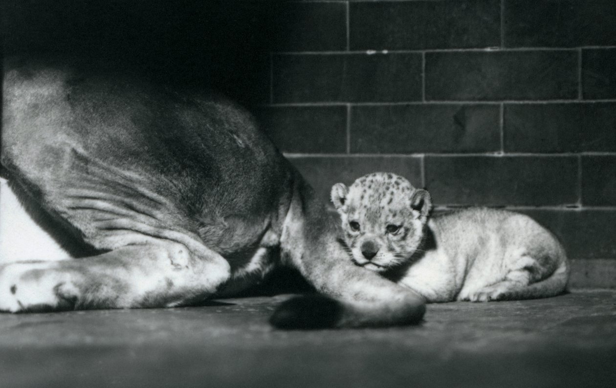 A lion cub lies down behind its mother