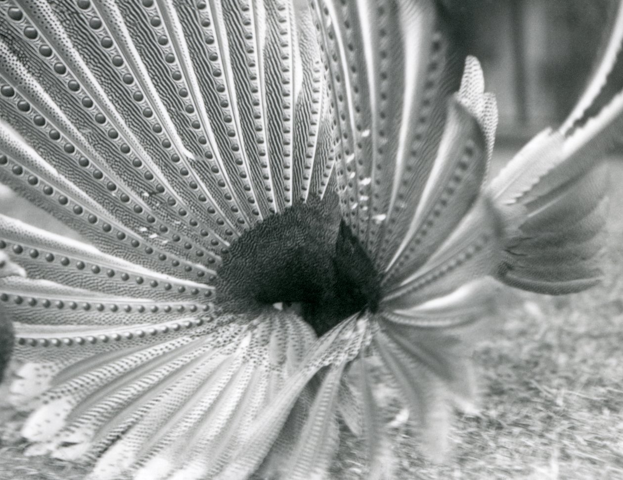 A male Argus Pheasant Great Argus courtship display, London Zoo, January 1926 by Frederick William Bond