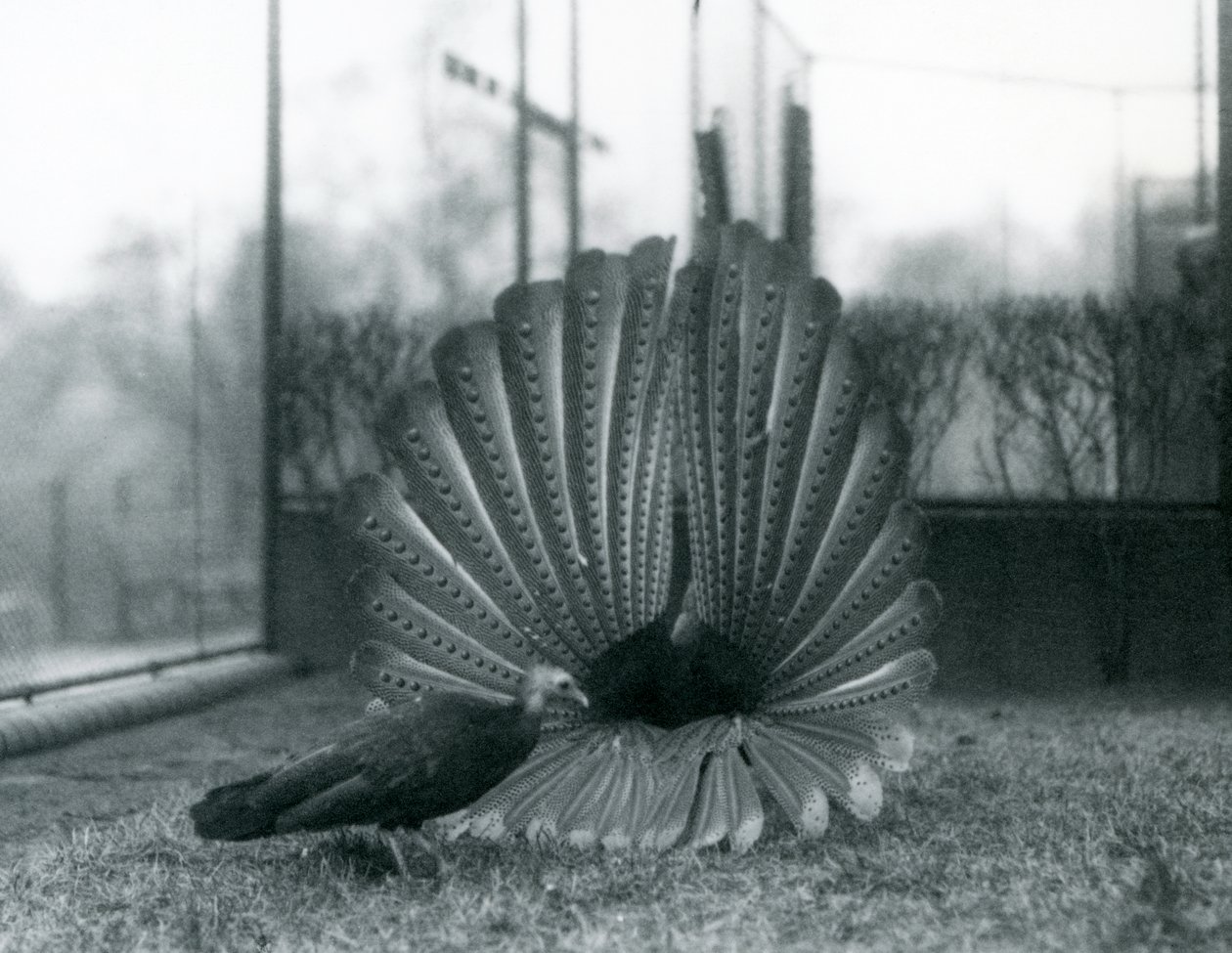 A male Argus Pheasant Great Argus courtship display, with a female standing beside him, London Zoo, January 1926 by Frederick William Bond