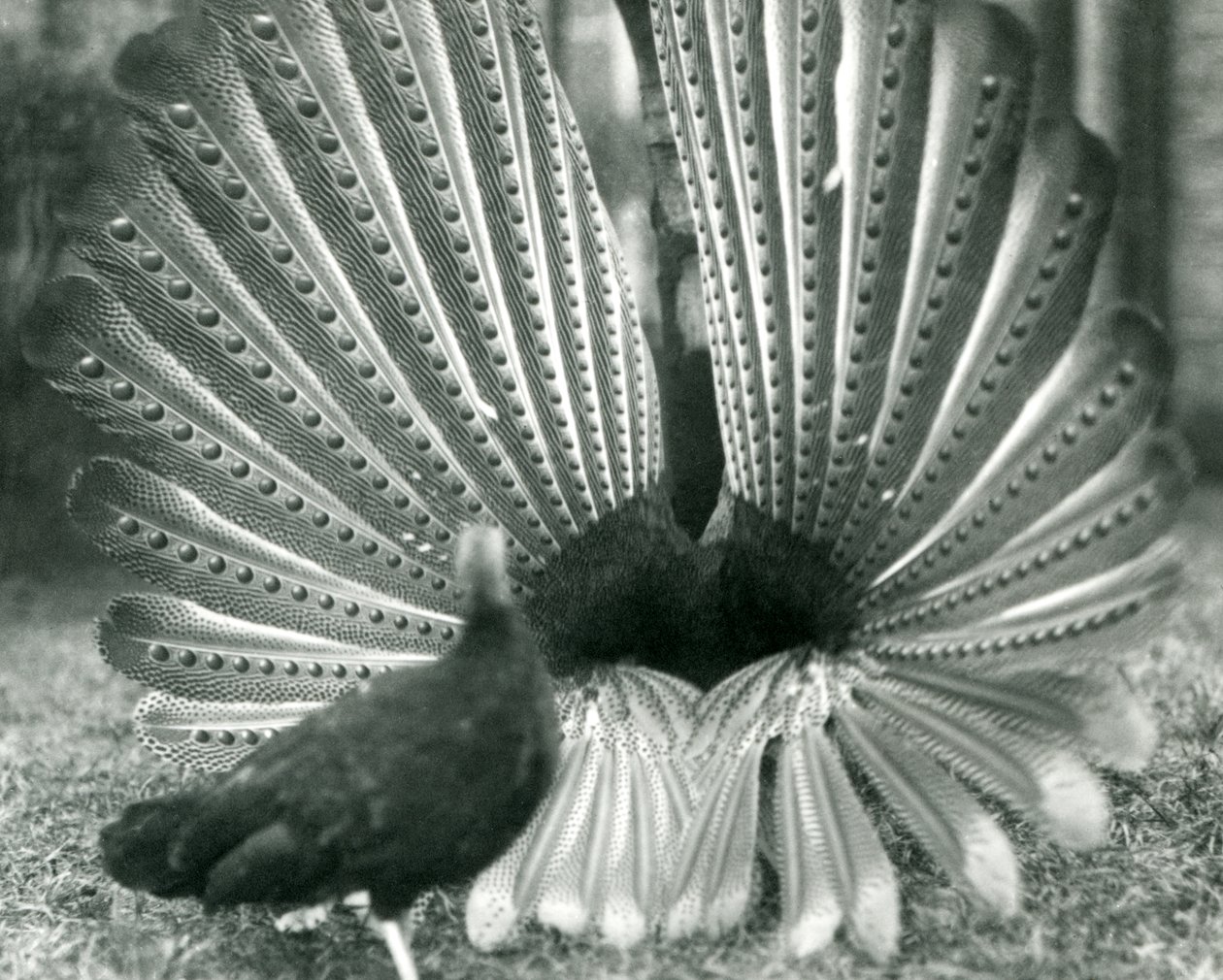 A male Argus Pheasant Great Argus courtship display, with a female standing beside him, London Zoo, January 1926 by Frederick William Bond