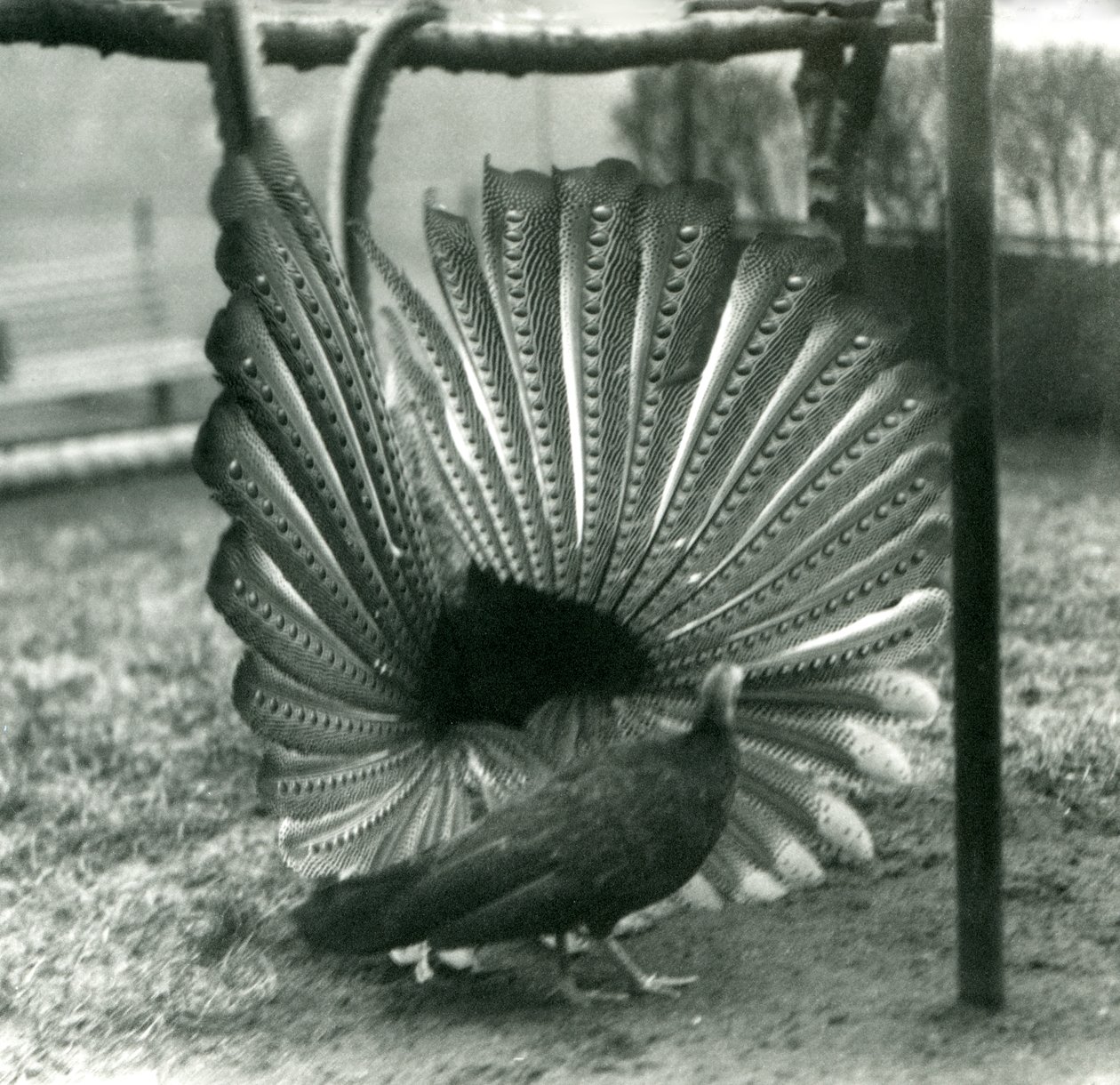 A male Argus Pheasant Great Argus courtship display, with a female standing beside him, London Zoo, January 1926 by Frederick William Bond