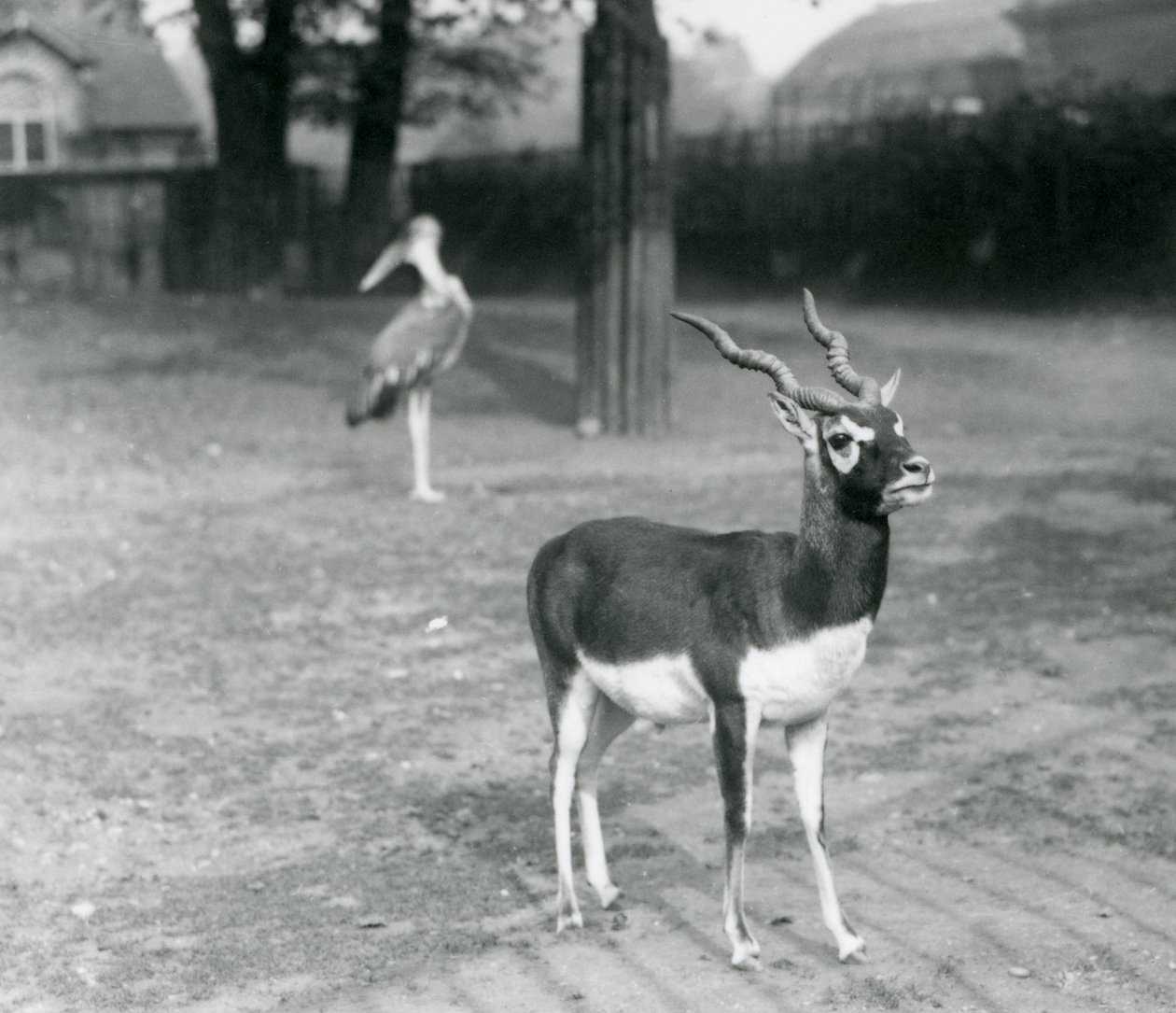 A male Blackbuck or Indian Antelope standing in a paddock at London Zoo, October 1926 by Frederick William Bond