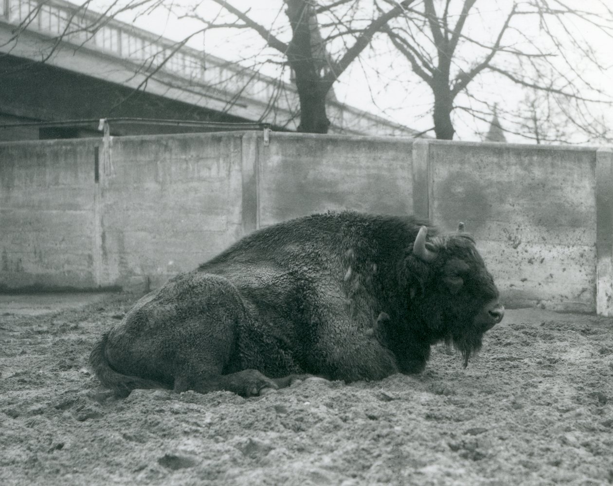 A male European Bison lying on the grass in his paddock, London Zoo by Frederick William Bond