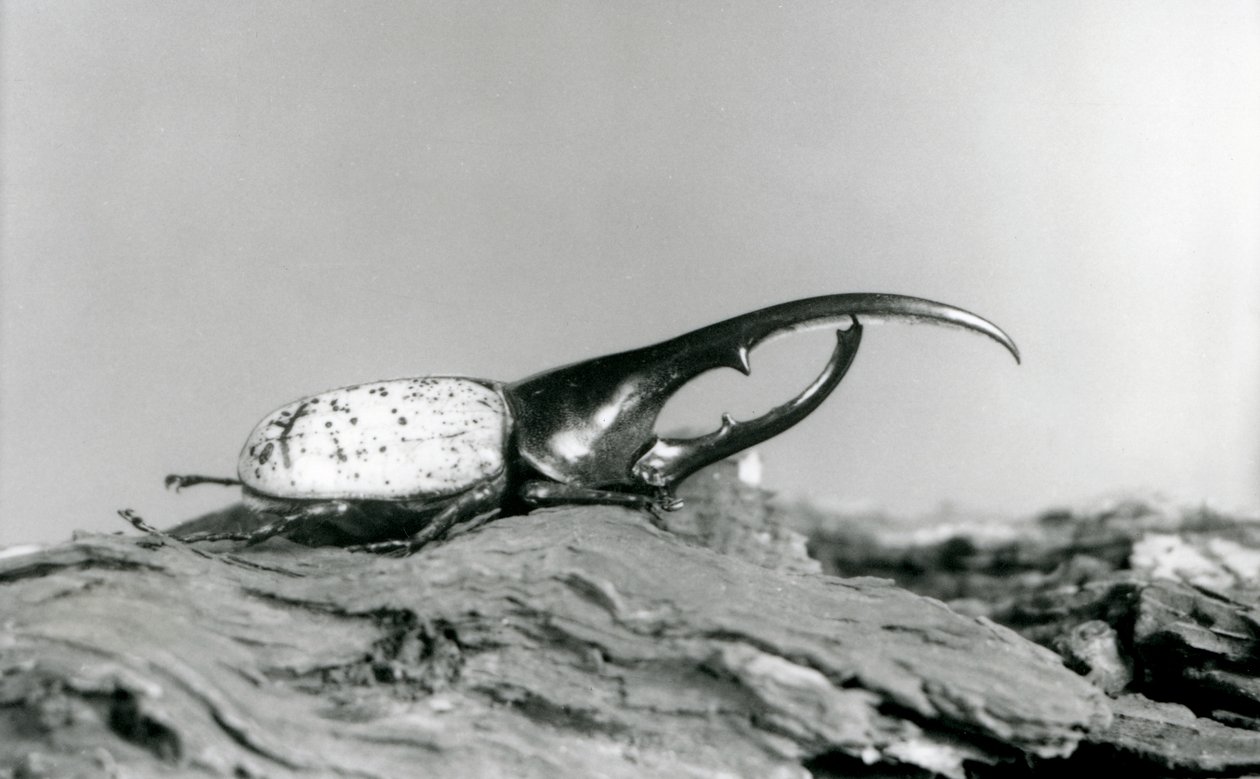 A Male Hercules Beetle Resting on Bark at London Zoo by Frederick William Bond